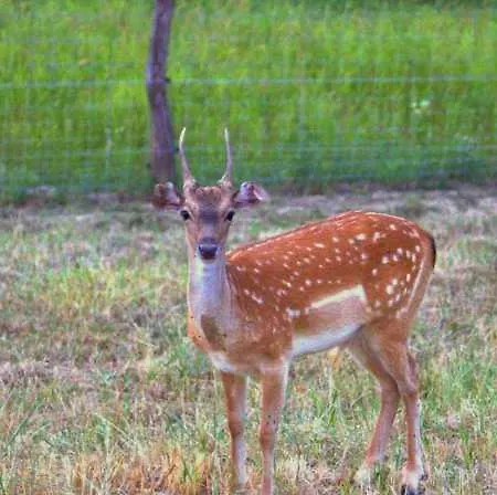 Dámszarvas Appartamento *