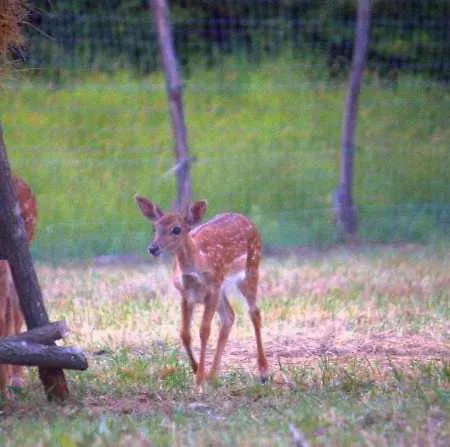 Apartment Damszarvas Vendeghaz *