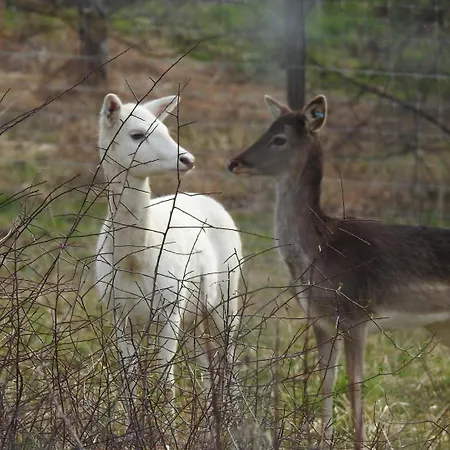 Dámszarvas Appartamento Újudvar