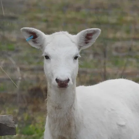 Dámszarvas Appartamento Újudvar